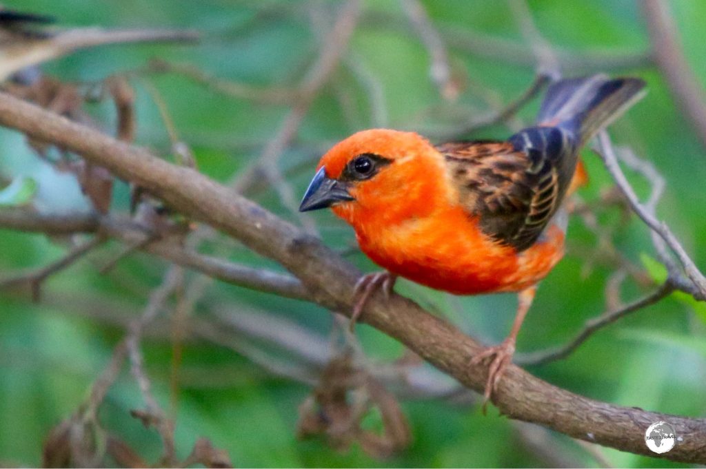 Originally introduced from Madagascar, the Red Fody can be seen in Bras D’Eau national park.