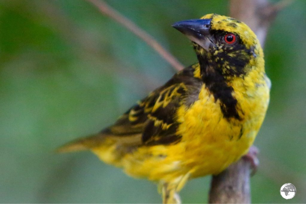 The Village Weaver, which was introduced to Mauritius, can be seen in Bras D'Eau national park.
