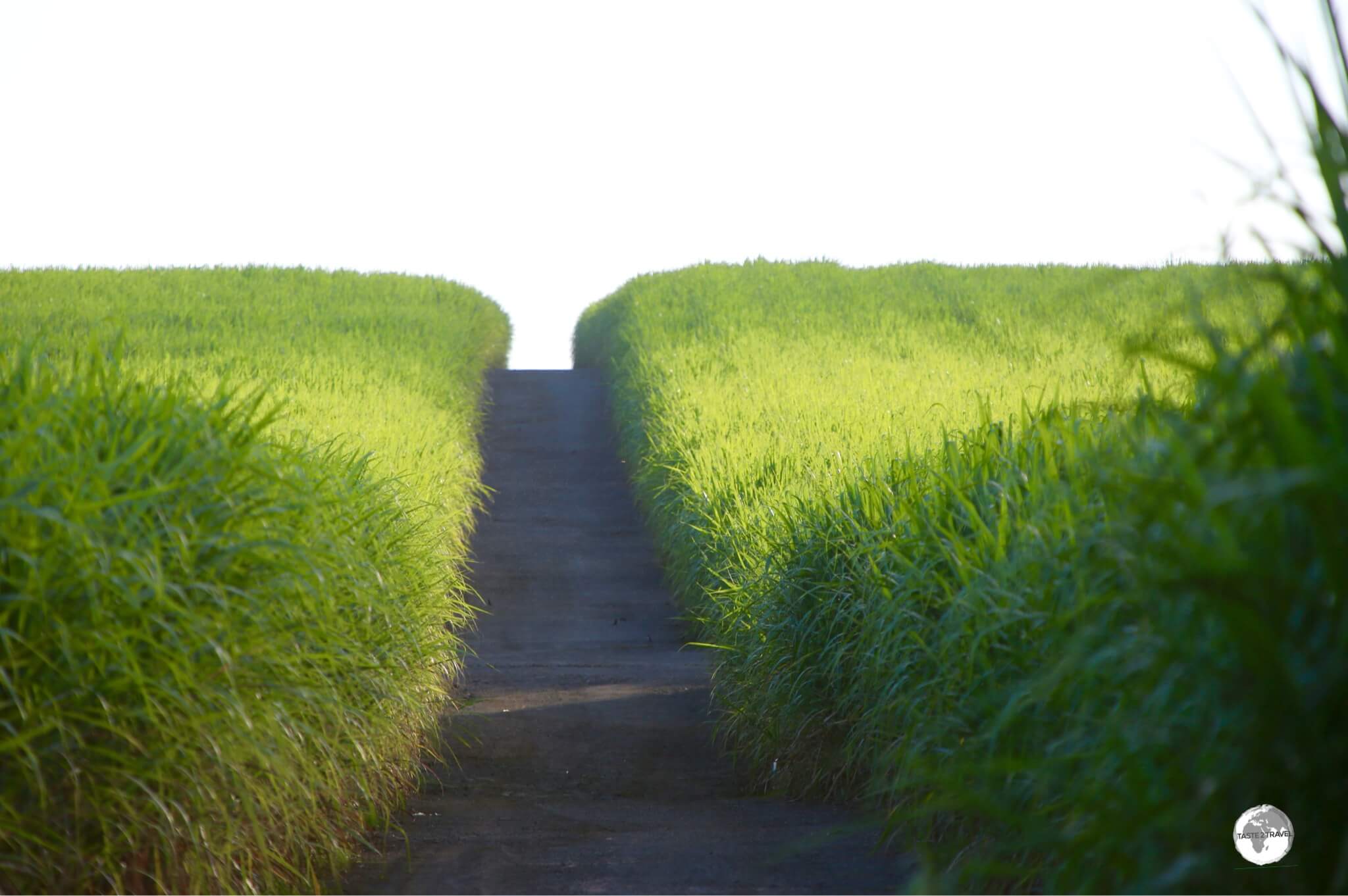 Sugarcane fields on the south coast of Mauritius, glistening in the late afternoon sun.