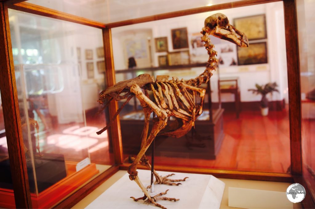 A only complete skeleton from the extinct Dodo can be viewed at the National History museum in Mahébourg.