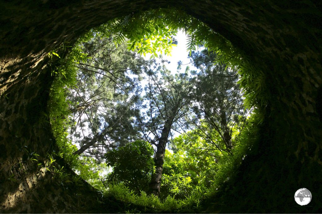 A view of the forest from inside the ruins of a windmill at Bras D’Eau National park.