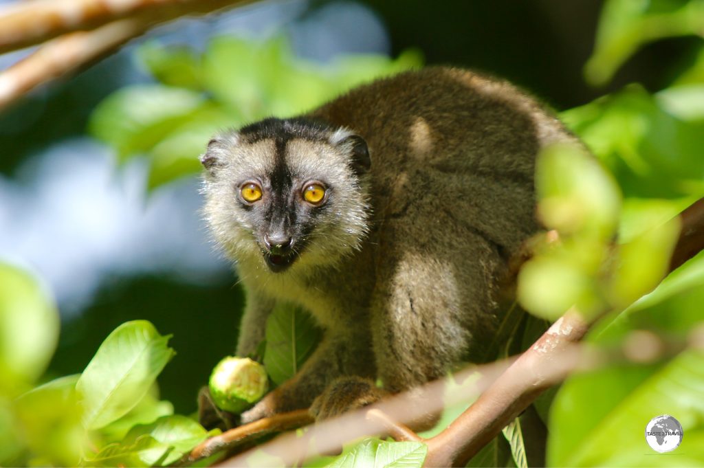 Originally introduced from Madagascar, the Common Brown Lemur is widespread on Mayotte.