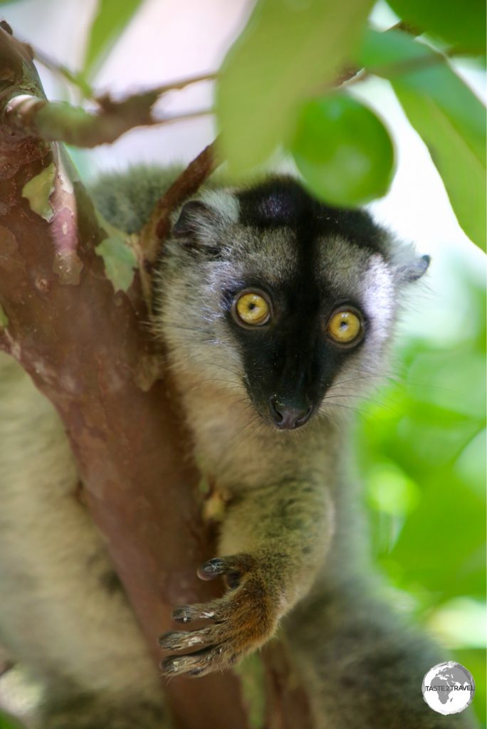 Lemurs are very inquisitive creatures which allows for excellent photography as they pose for the camera.