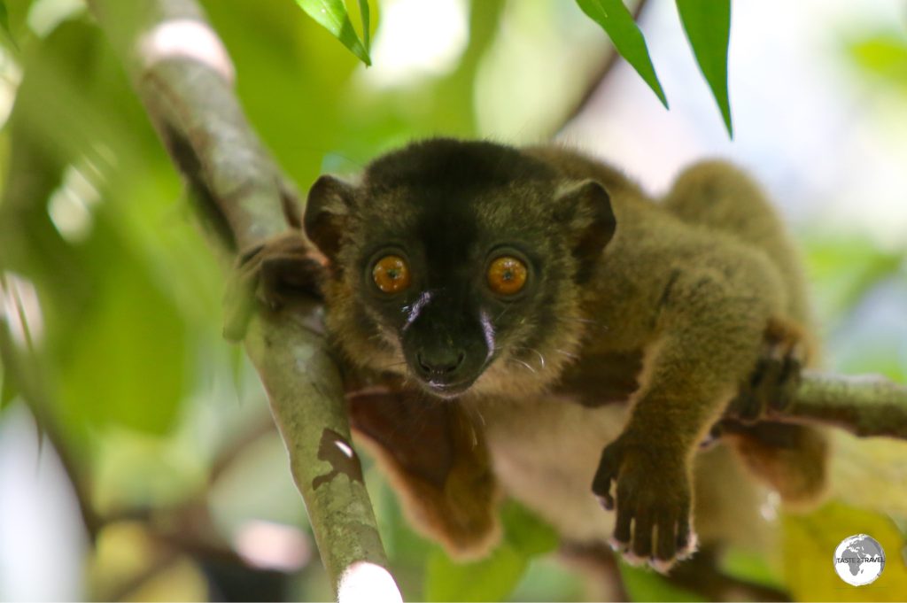 A juvenile Common Brown Lemur – even more inquisitive than the parents.