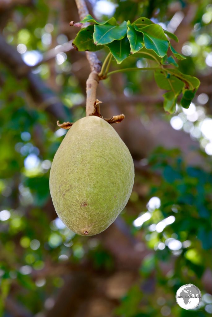 The large fruit of the Baobab tree is used by locals to make fruit juice which has a citrus flavour.