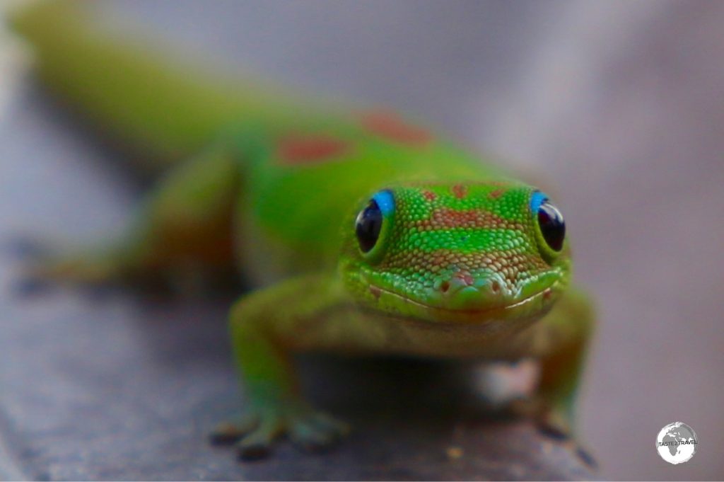 The Day gecko, endemic to Madagascar, was introduced to Reunion Island.