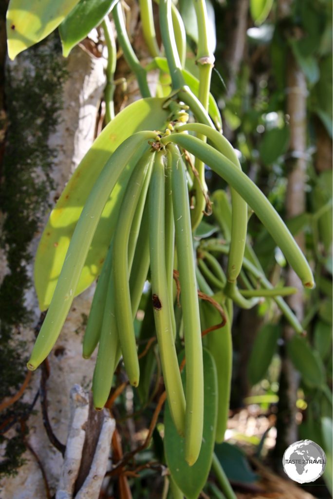 Vanilla is widely grown on Reunion and is an important export item.