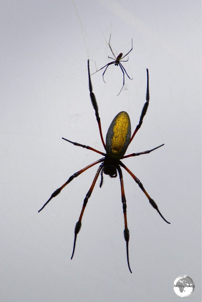 There are many more Nephila spiders in Hell-bourg than people. I kid you not!