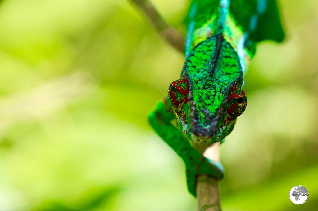 Being ‘eye-balled’ by a male Panther Chameleon.