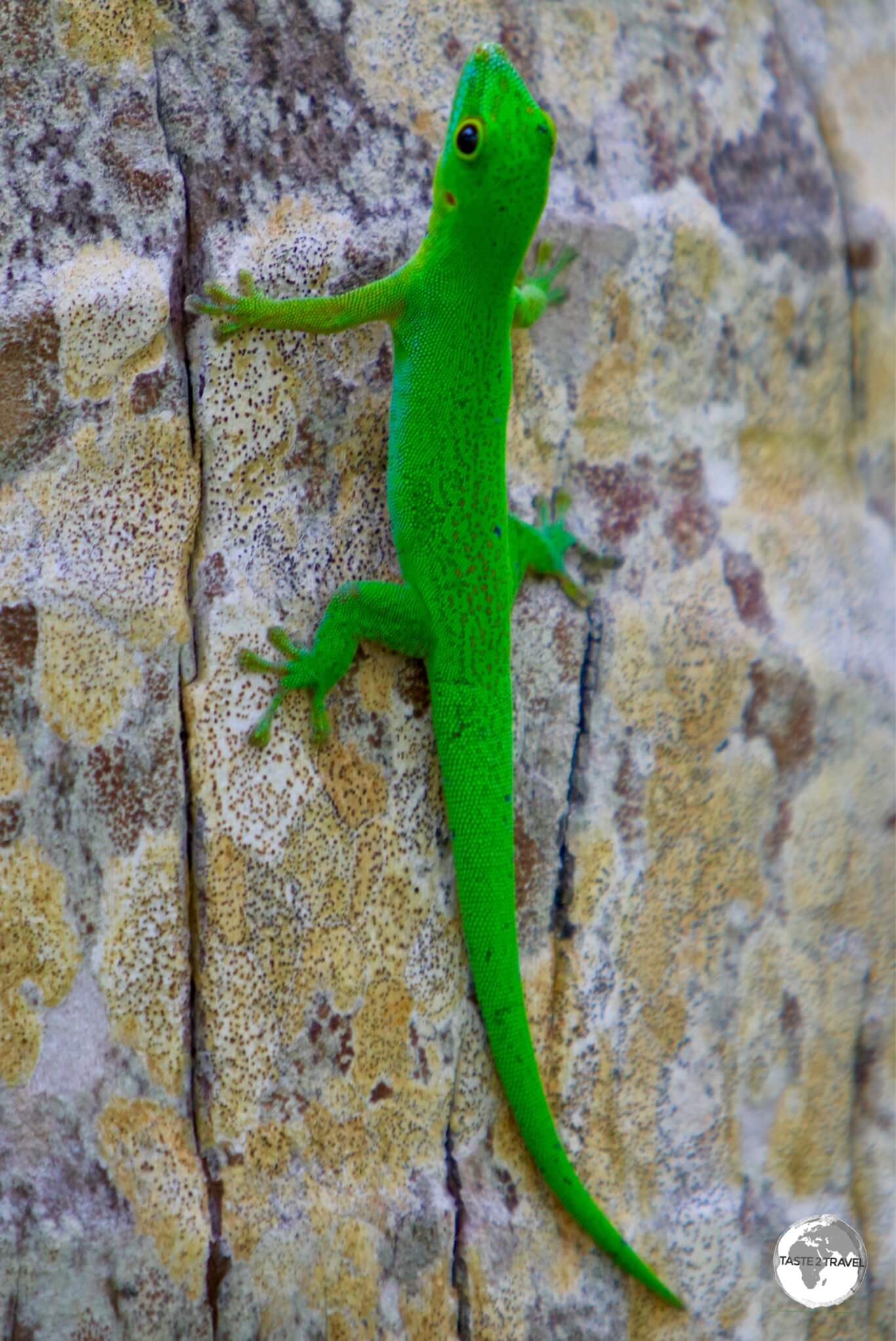 The very handsome "La Digue day gecko", which is endemic to the Seychelles, can be found on L'Union Estate Farm.