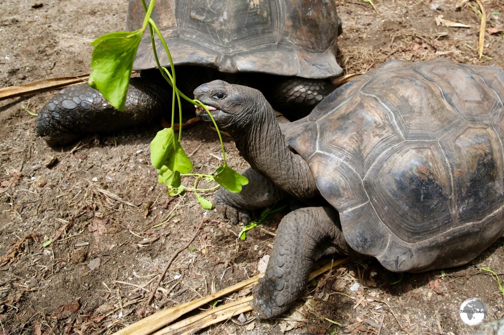 Native to the Seychelles, the Aldabra Giant Tortoise is one of the largest tortoises in the world.