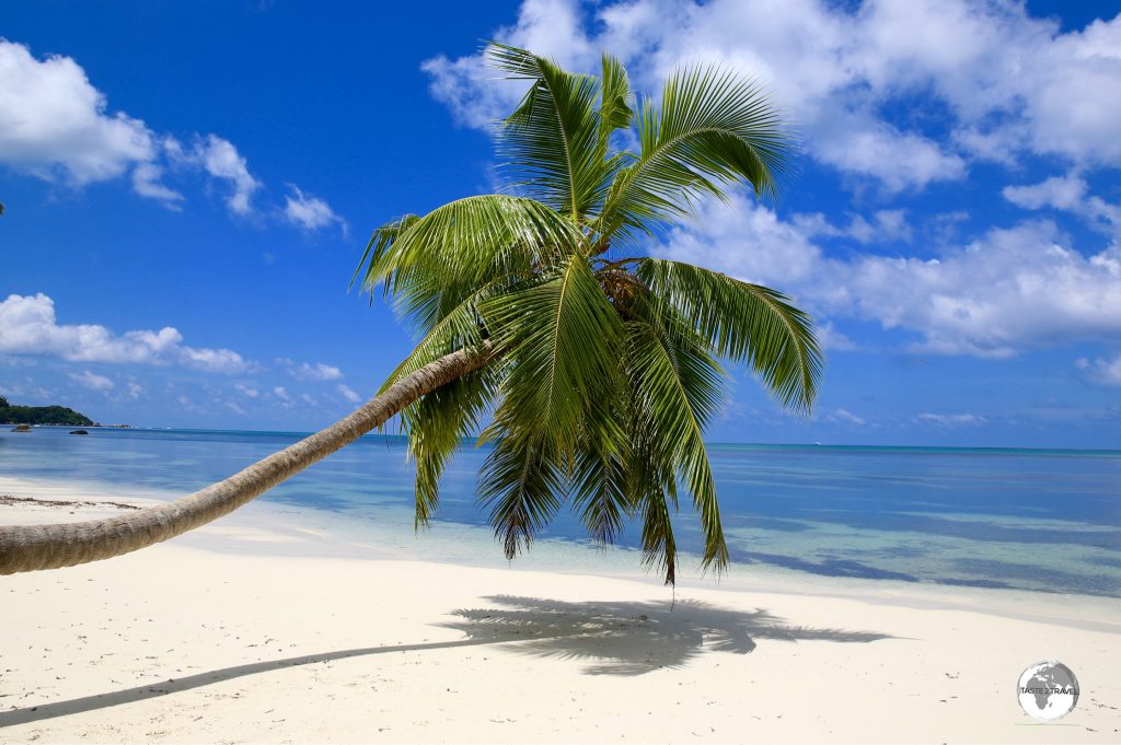 This lazy palm tree on Anse Takamaka appears on many postcards in the Seychelles.