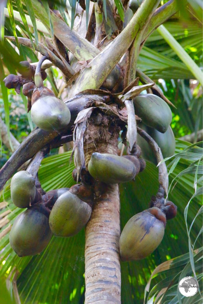 The Vallée de Mai Nature Reserve is the best place to see the endemic 'Coco-de-mer'.