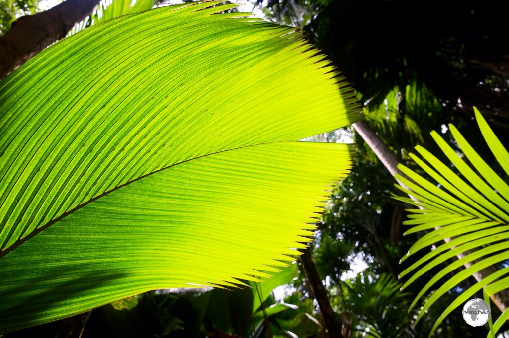Offering numerous walking trails, Vallée de Mai is a remnant of an ancient palm jungle.