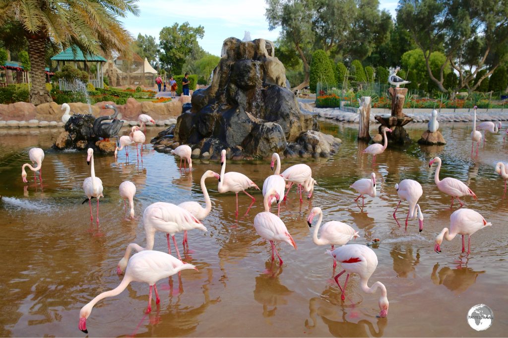 Pink Flamingos at Al Areen Wildlife Park & Reserve.