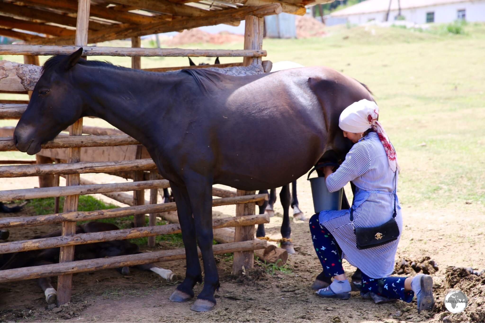 Milking a mare in the village of Jeti-Ögüz.