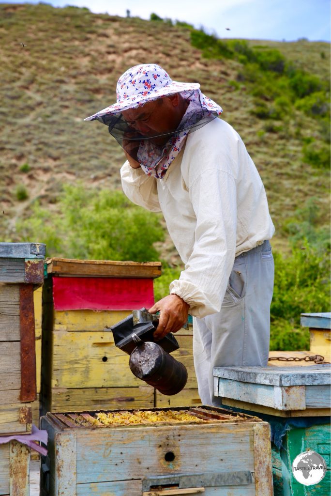 The bee keeper applying smoke to the newly-opened hive.