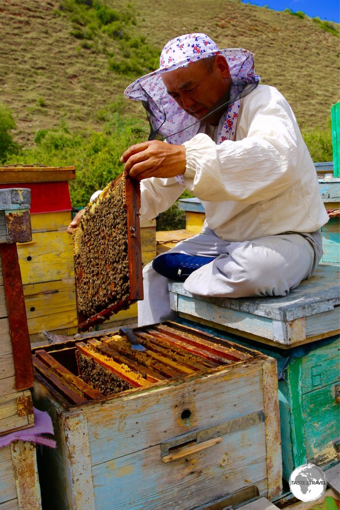 The bee-keeper extracts each honeycomb frame from the hive to determine which ones are ready to be harvested.