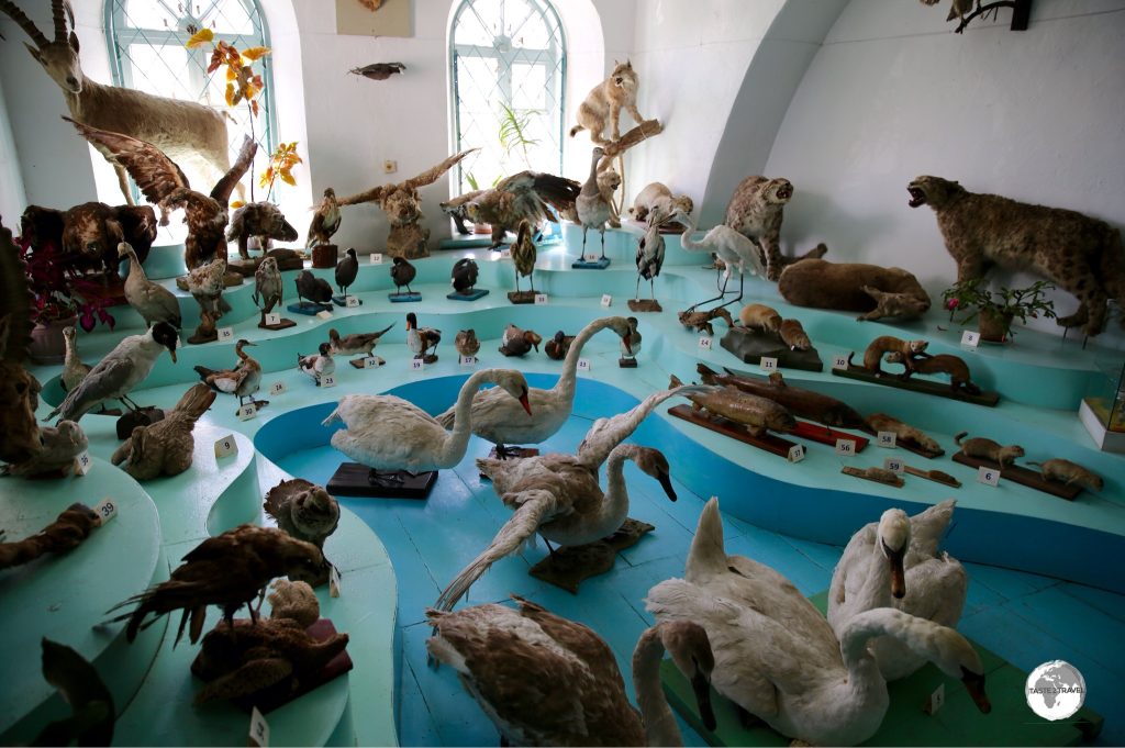 The large taxidermy display at the Karakol History Museum.