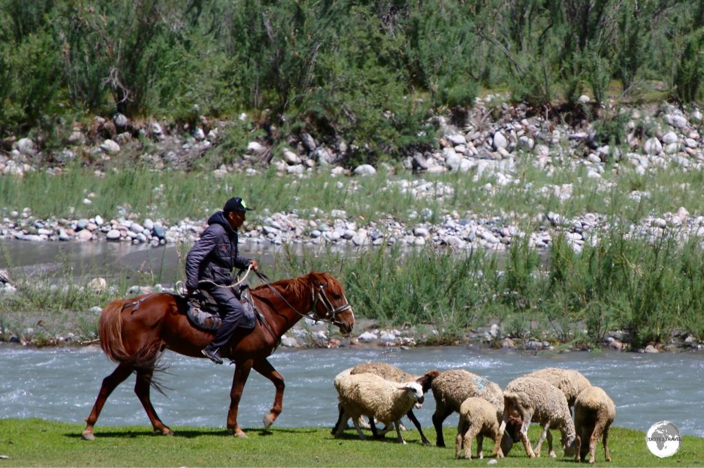 A shepherd mustering his flock in the Barskoon valley.