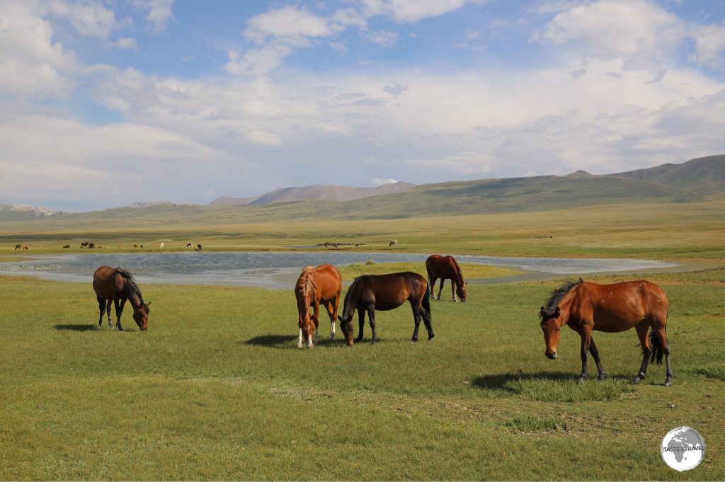 Horses grazing on the shore of lake Son-Kul.