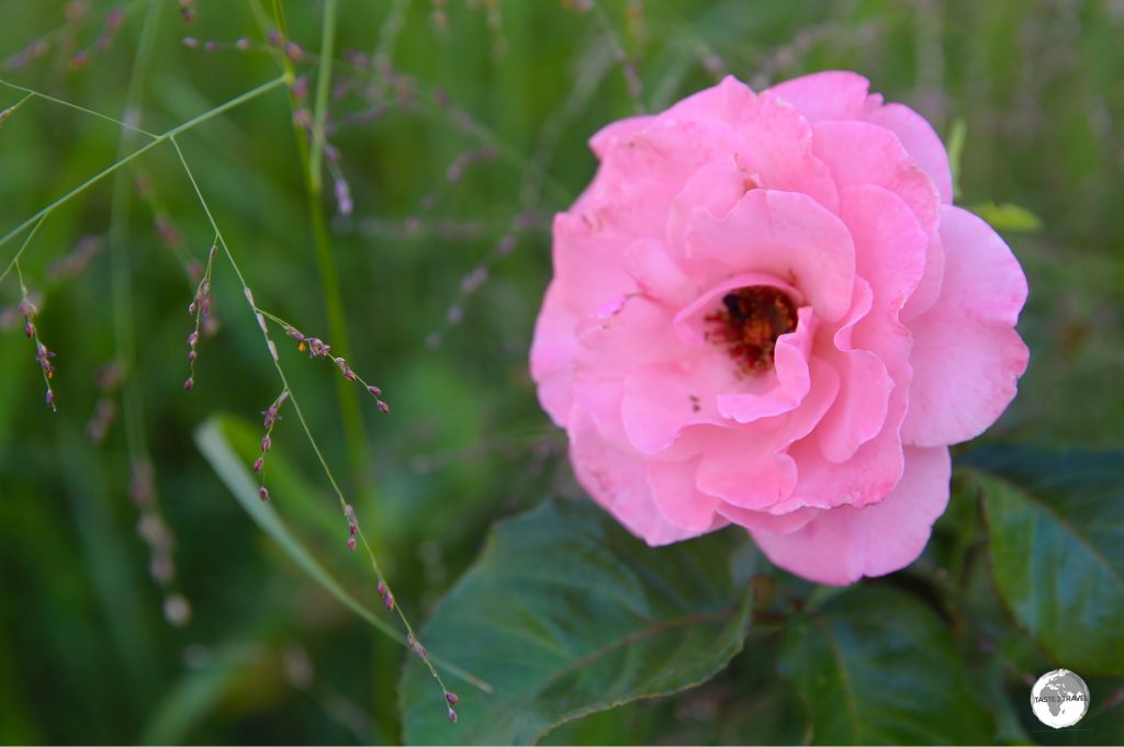 Taif’s famous rose is an oil-rich 30-petal damask rose whose perfume of Arabia is powerful and robust.
