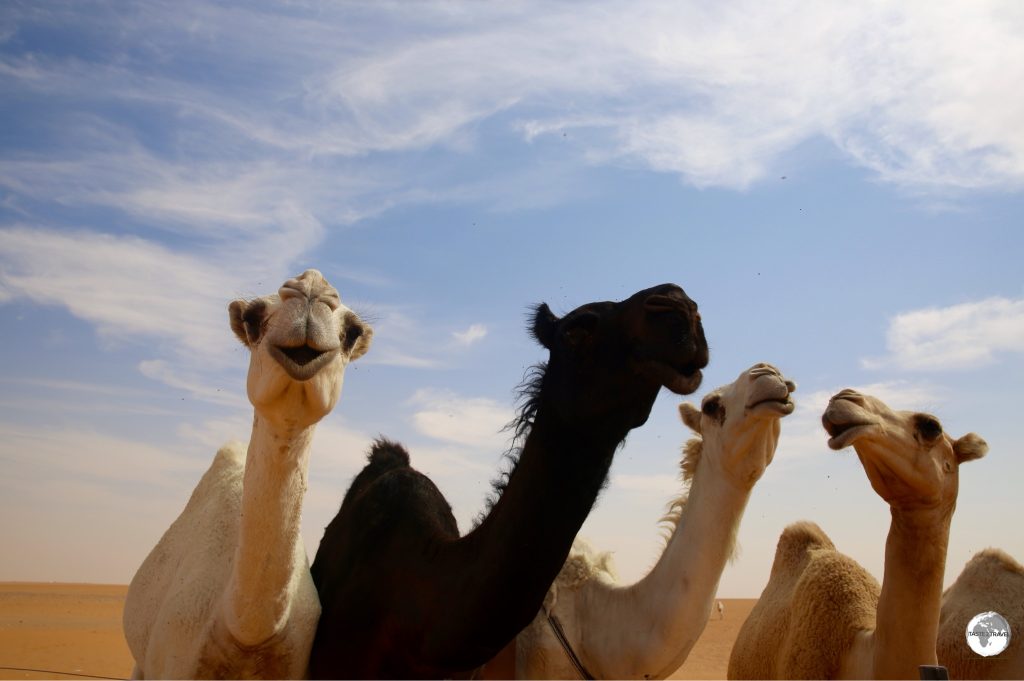 Just a few of the estimated 800,000 camels which can be seen roaming through the Saudi desert.