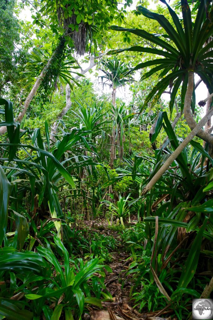 Lush vegetation on Pig island.