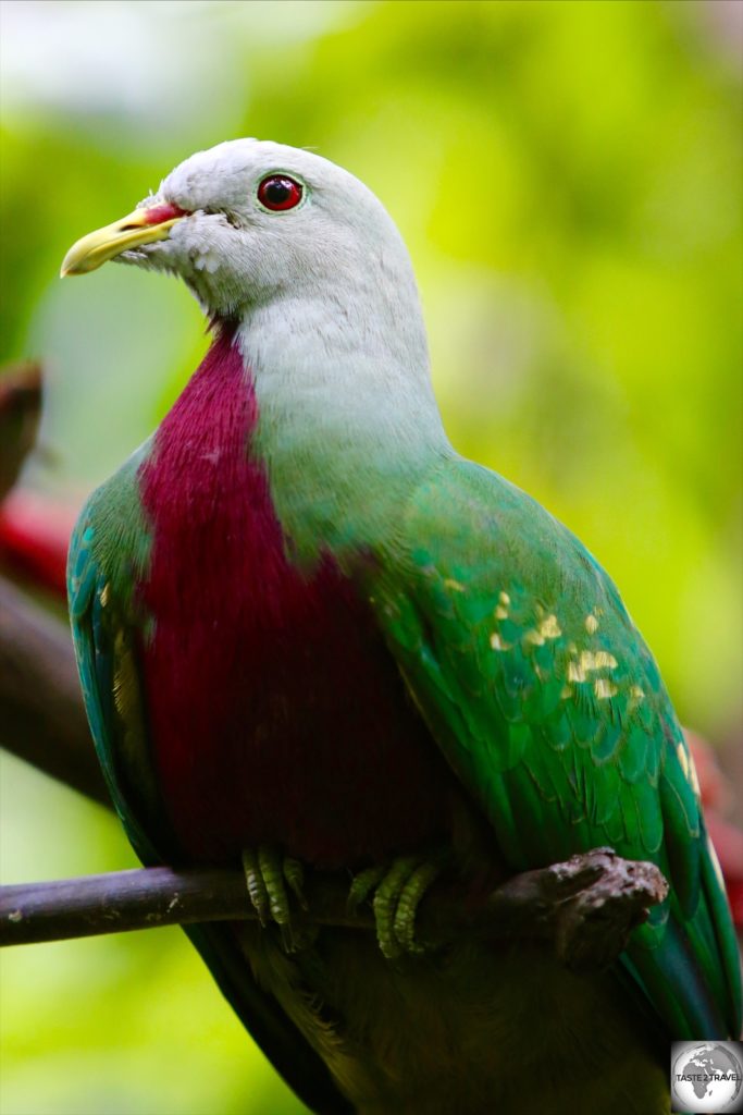 Sporting beautiful plumage, the Wompoo Fruit-dove is native to New Guinea.