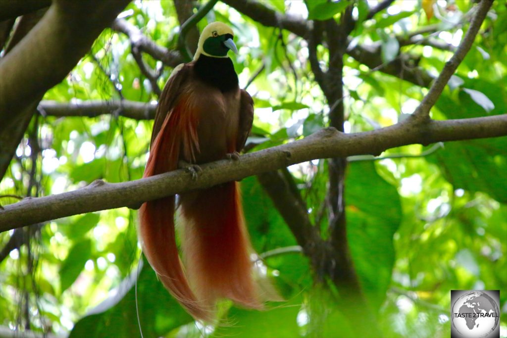The “Raggiana Bird of Paradise” is the national bird of Papua New Guinea.