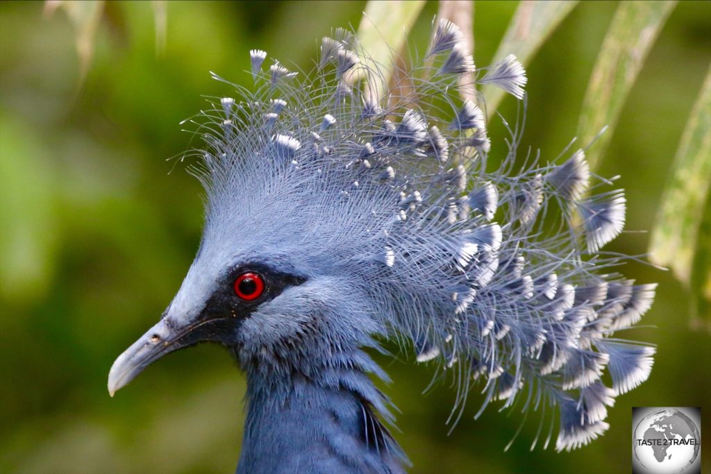 The Madang Resort is home to a large flock of the very striking Victoria Crowned Pigeon, the largest pigeon in the world.