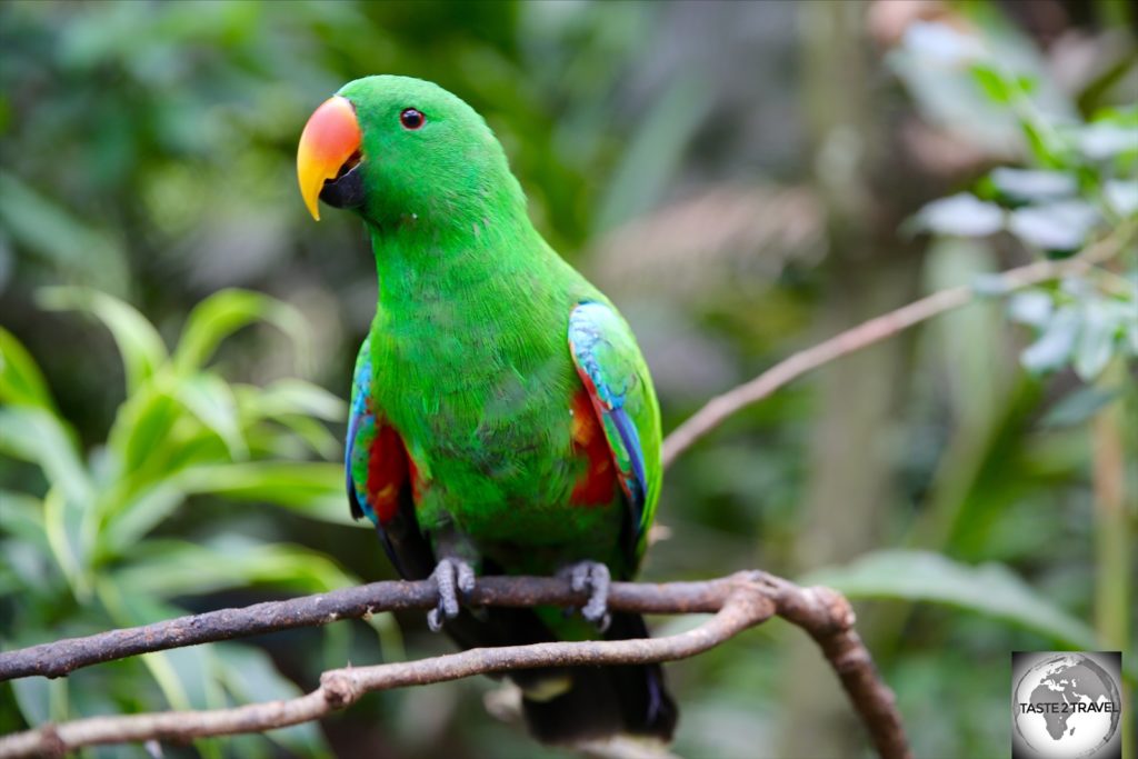 A male Eclectus parrot – the female is completely different, with a plumage of bright red feathers.