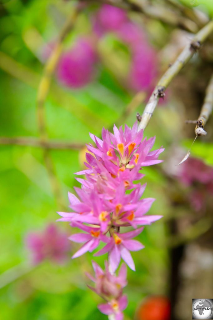 An orchid at the Port Moresby Nature Park.
