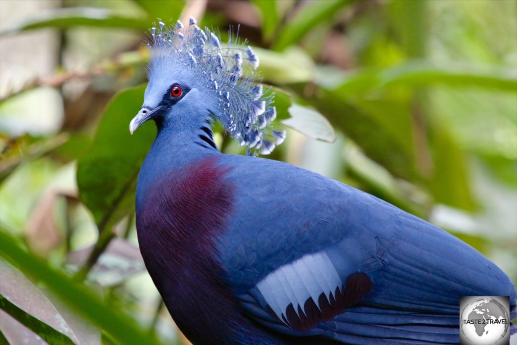 About the size of a hen, the Victoria-crown pigeon is the largest pigeon in the world.