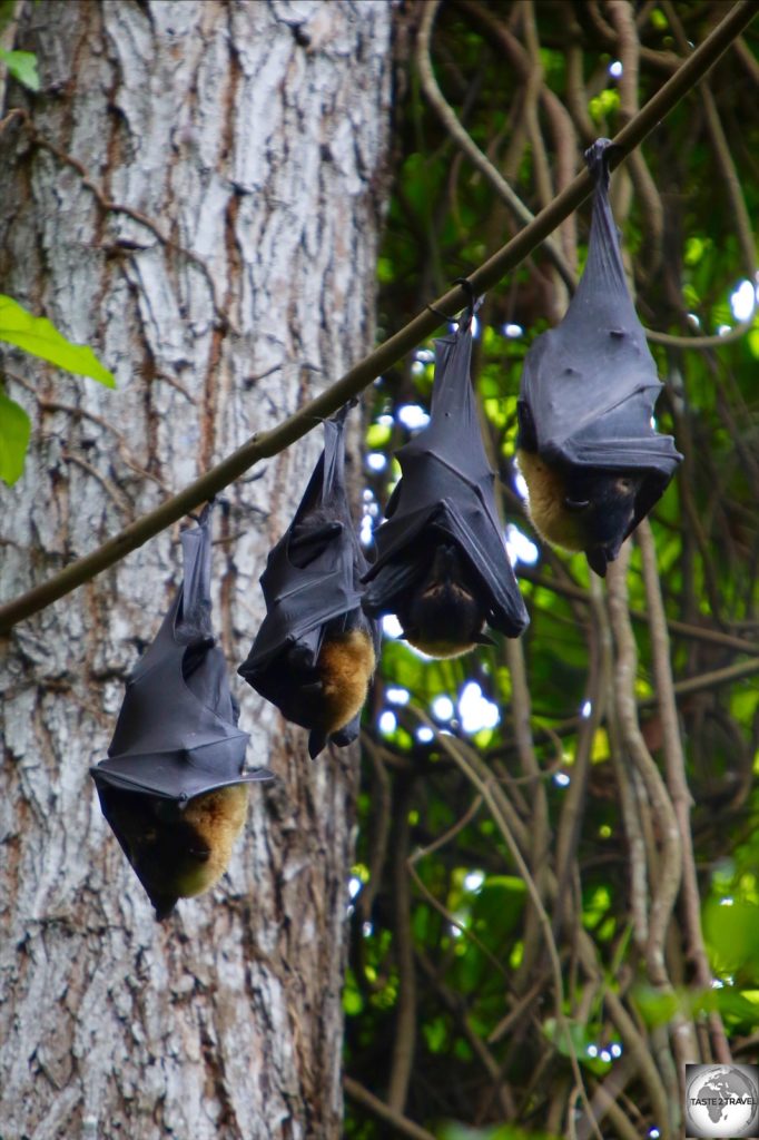 Spectacled Fruit Bats fill the trees of the rainforest in the POM Nature Park.