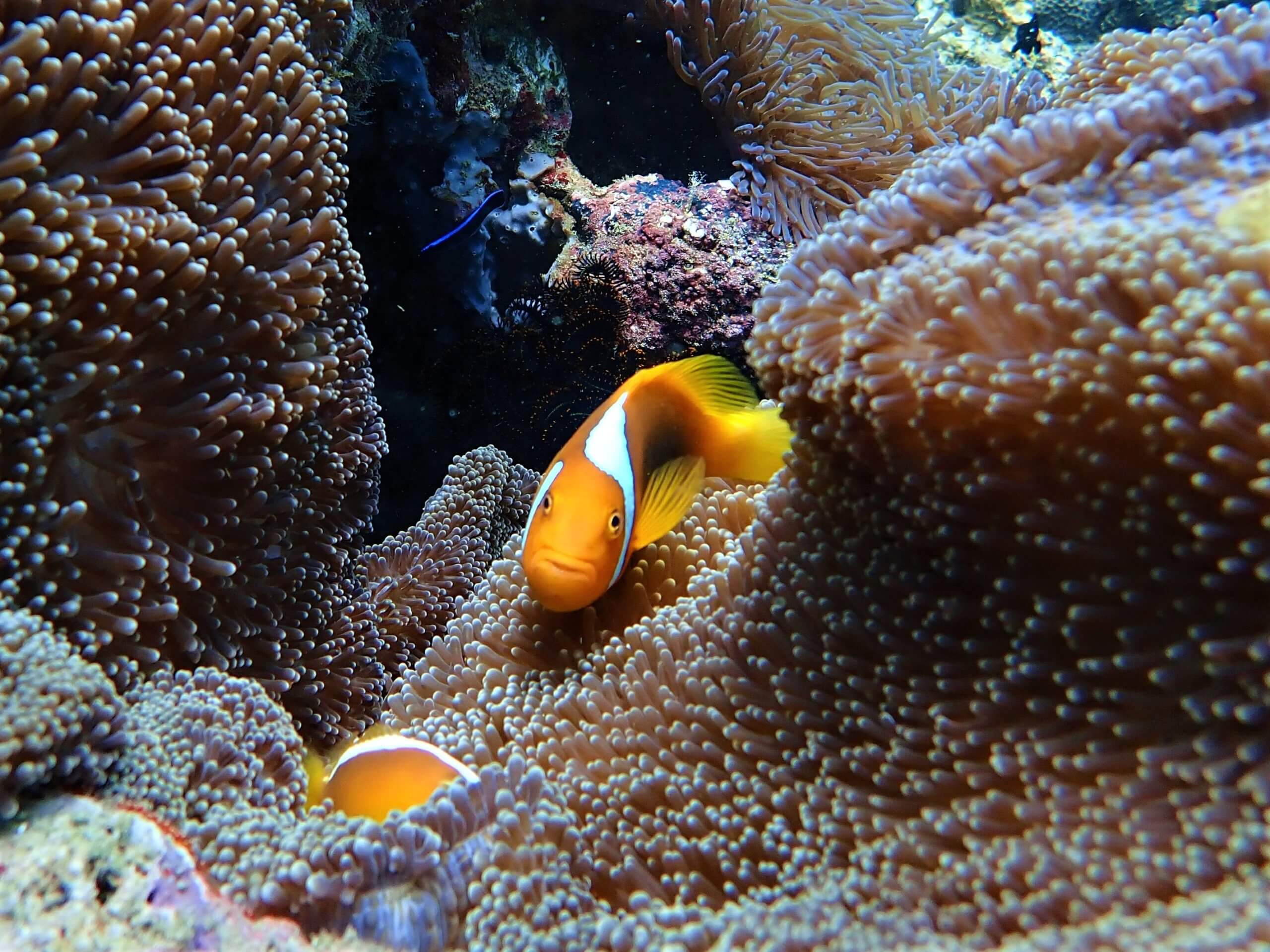 Such a curious cutie! The White Bonnet Clown-fish on Langsam reef.