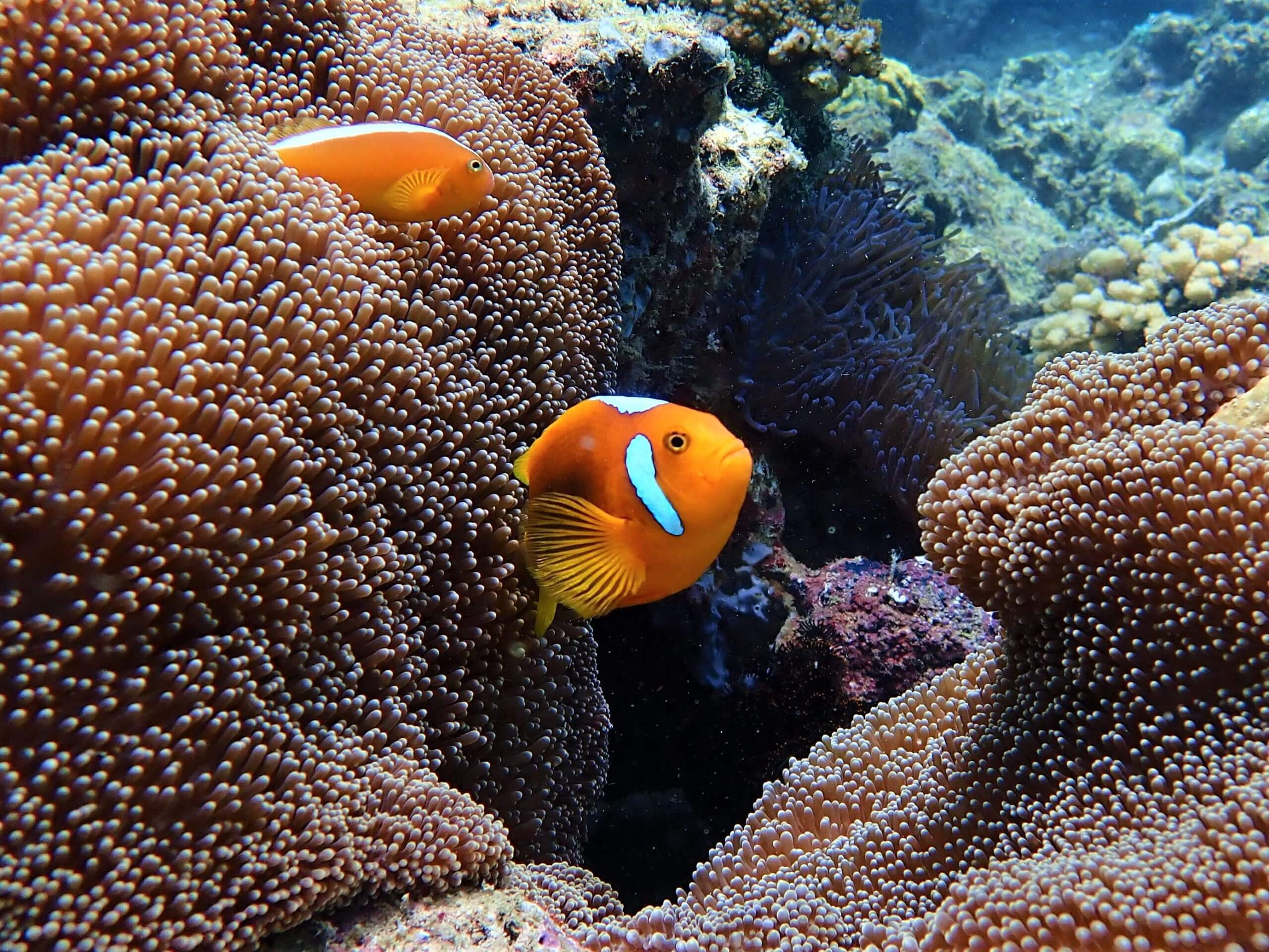 The rare White Bonnet Clown-fish can be seen on Langsam reef.