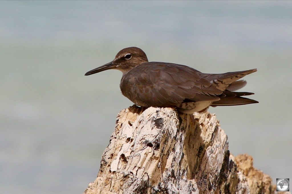 The only wildlife to be found on remote Nauru are the occasional migrating seabird such as Brown Noddy’s, which are a common sight on the beaches.