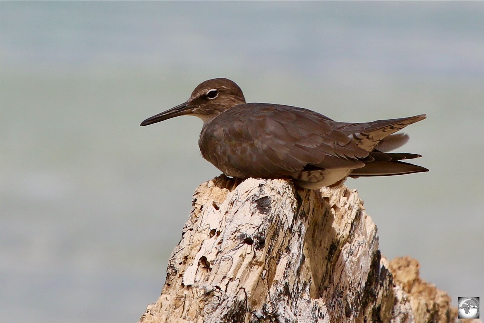 The only wildlife to be found on remote Nauru are the occasional migrating seabird such as Brown Noddy's, which are a common sight on the beaches.