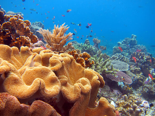 A stock photo, supplied by Dive Timor, shows the kind of reefs which can be seen along the coast of Timor-Leste.