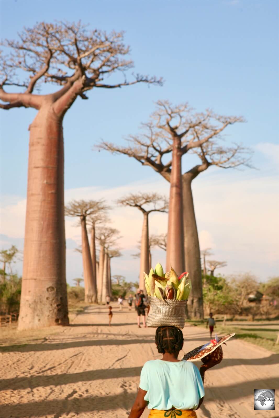 Baobab Avenue Madagascar