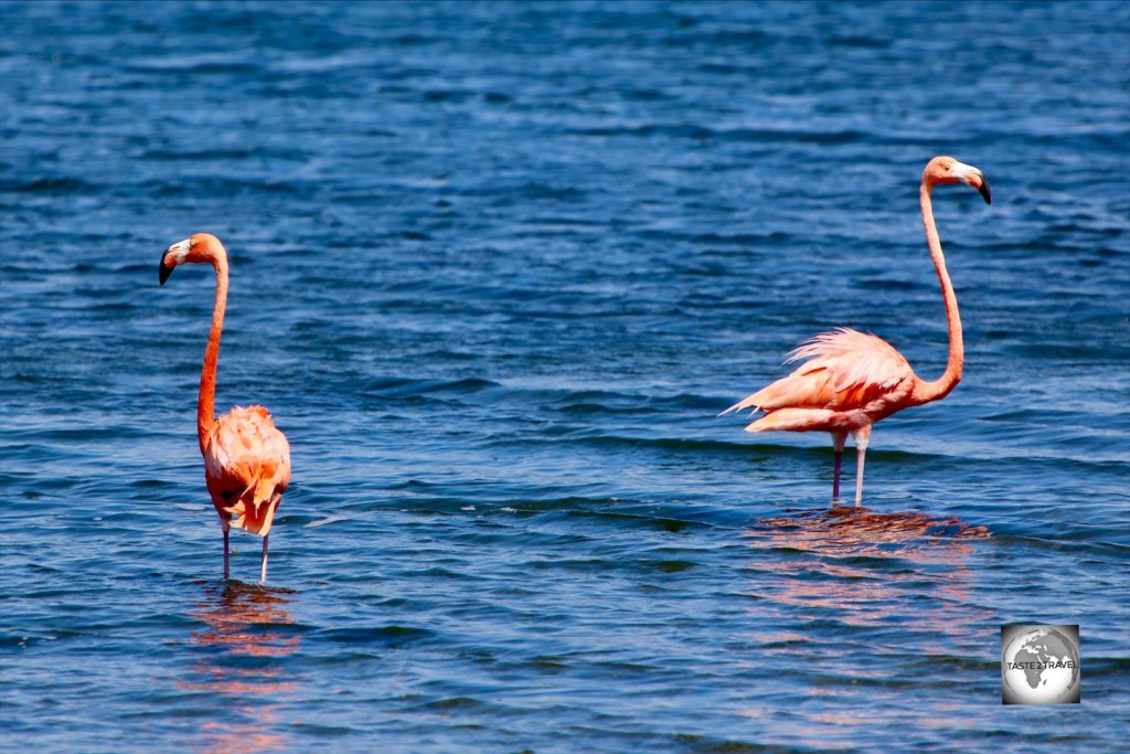 Caribbean Flamingos on Lake Gotomeer, Bonaire.