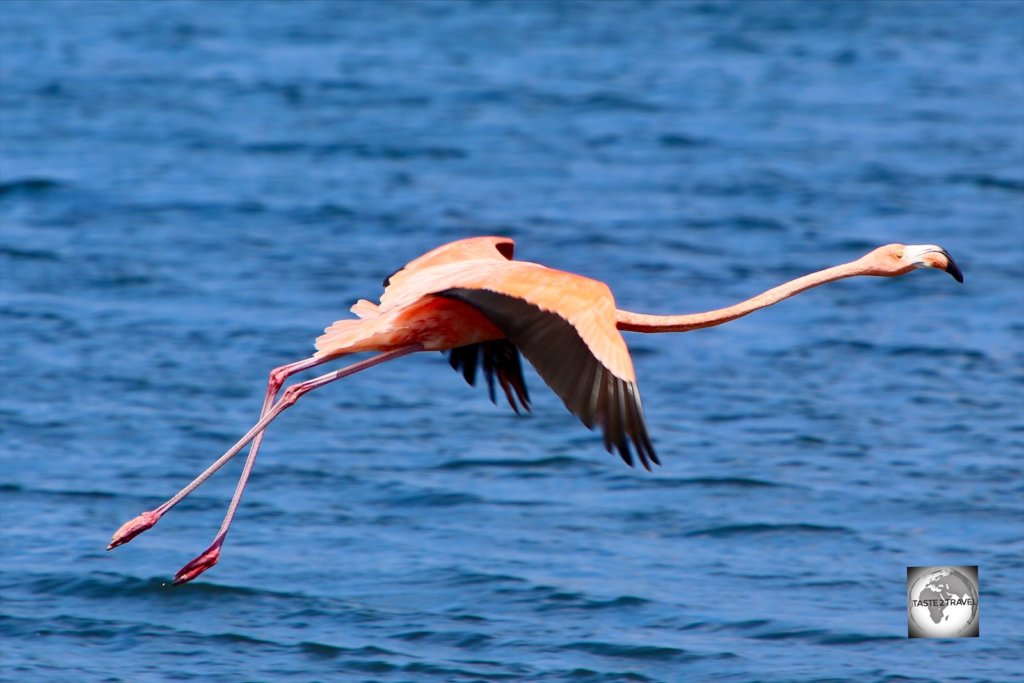A Caribbean Flamingo on Lake Gotomeer, Bonaire.