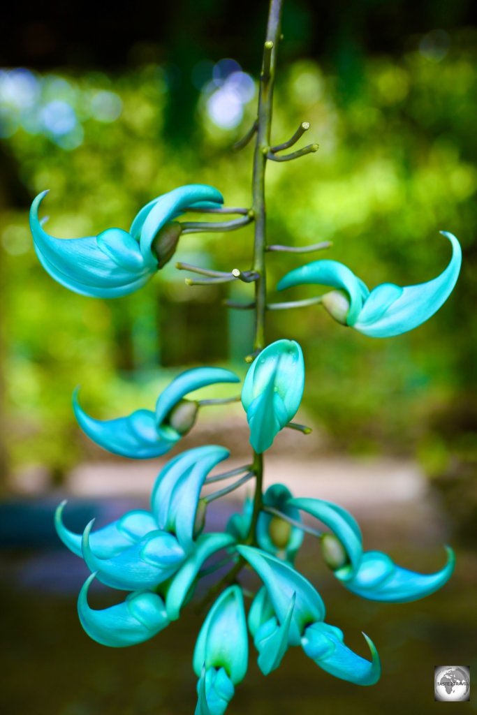 The alluring Jade Vine Flower at the Andromeda Gardens, Barbados.