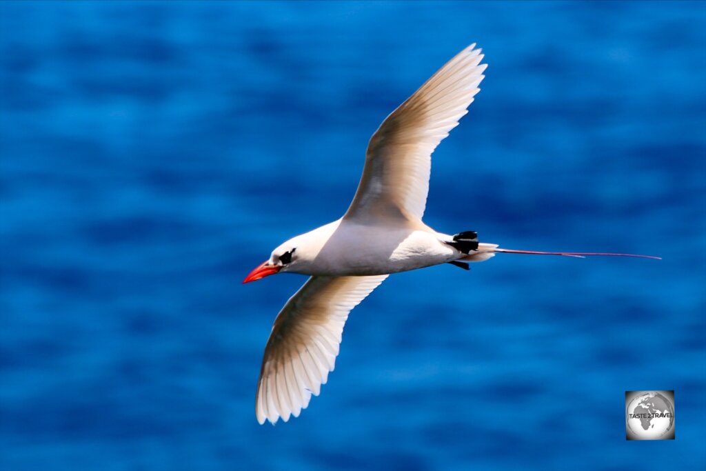 A soaring Red-tailed Tropicbird at the 100 Acres Reserve.