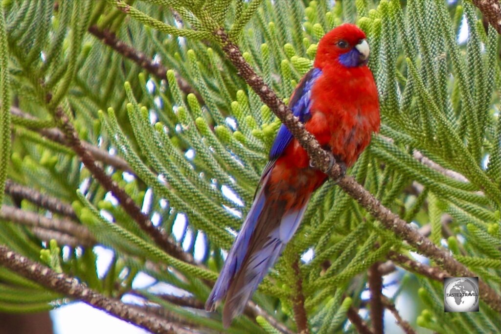 A Crimson rosella, known locally as a Red parrot, sitting in a Norfolk Island pine.