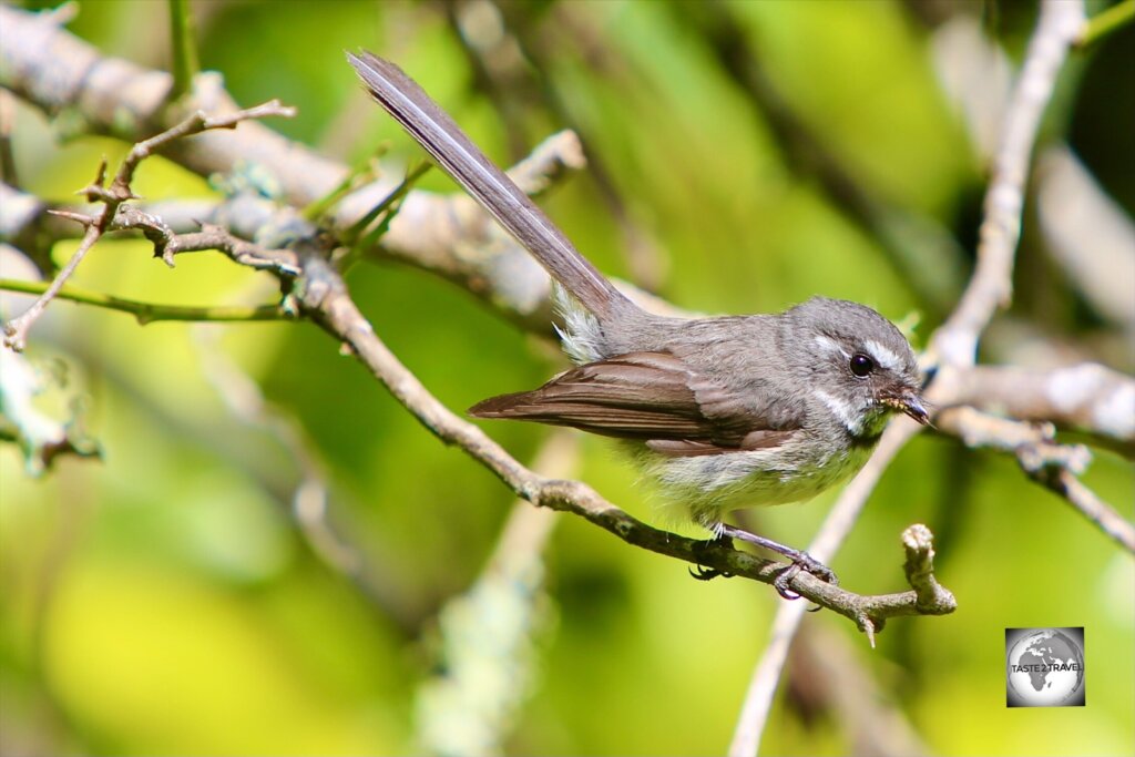 A Norfolk Island Grey Fantail on the Mount Bates hiking trail.