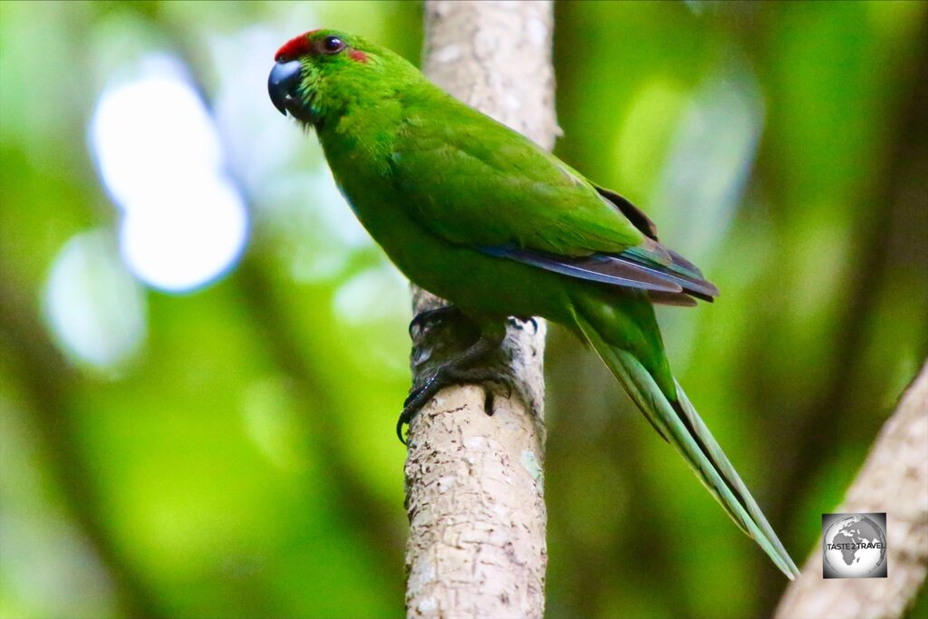 The endemic Norfolk Island green parrot in the Botanical garden.