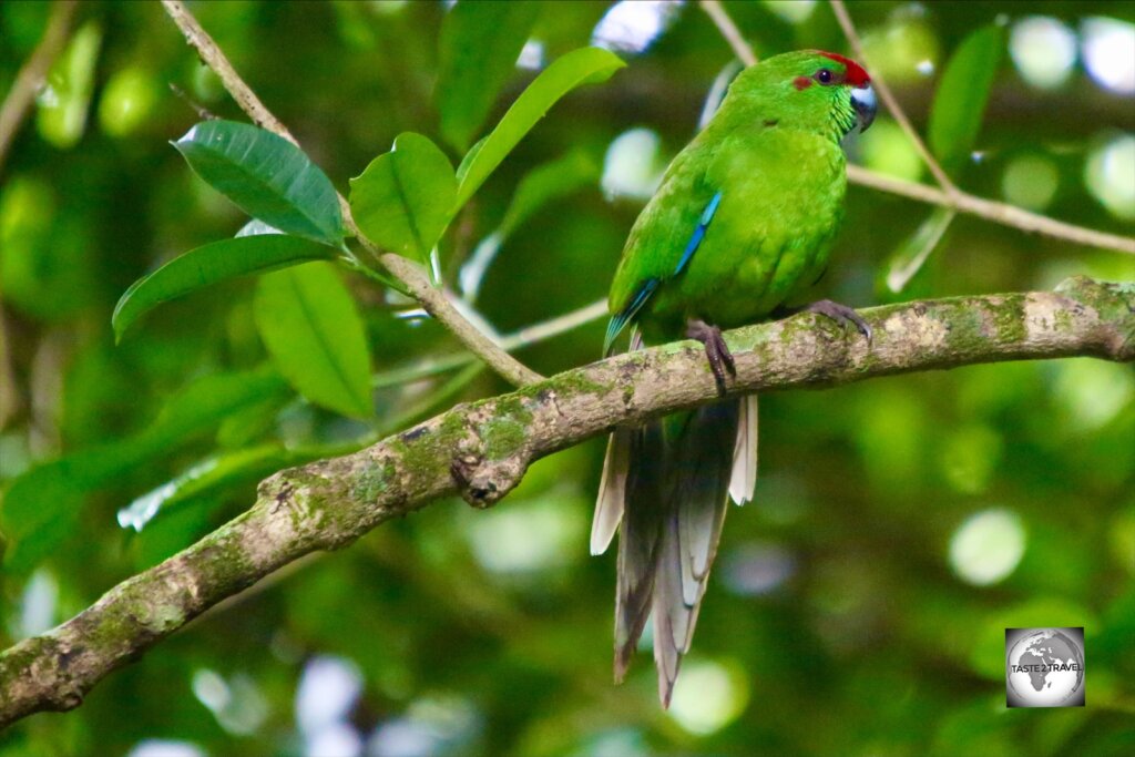 The Norfolk Island green parrot can be found in the Botanical garden and the National park.
