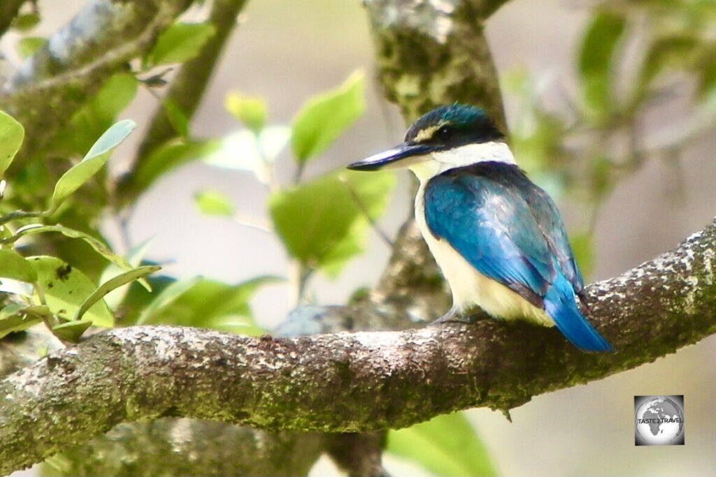 A Sacred Kingfisher at Balls Bay on Norfolk Island.